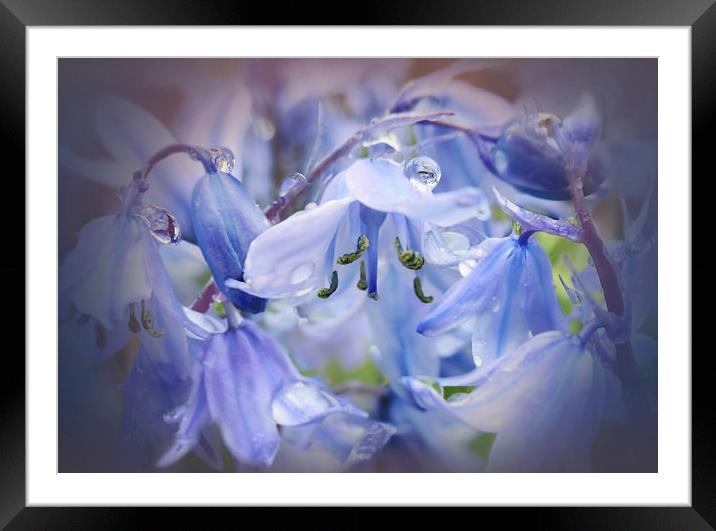 Bluebell glade Framed Mounted Print by Valerie Anne Kelly