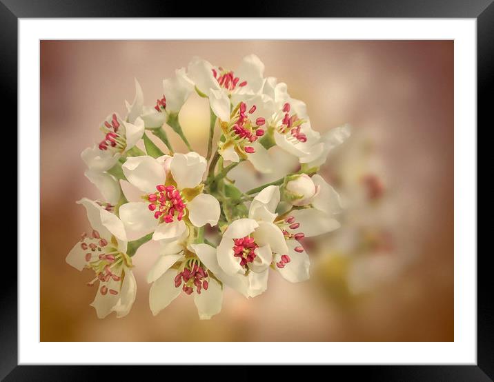 Pear blossom Framed Mounted Print by Valerie Anne Kelly