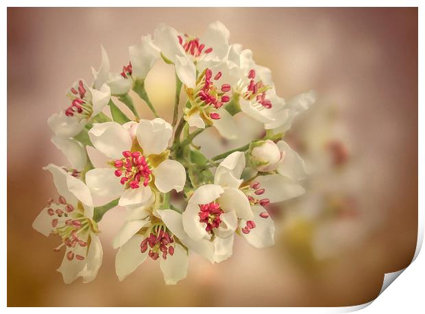 Pear blossom Print by Valerie Anne Kelly