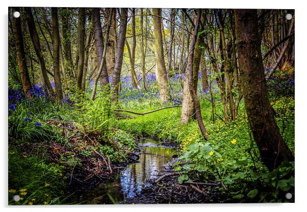Following into the Woodland Stream Acrylic by matthew  mallett