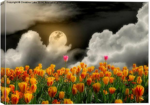 Tip Toe Through the Tulips Canvas Print by Christine Lake