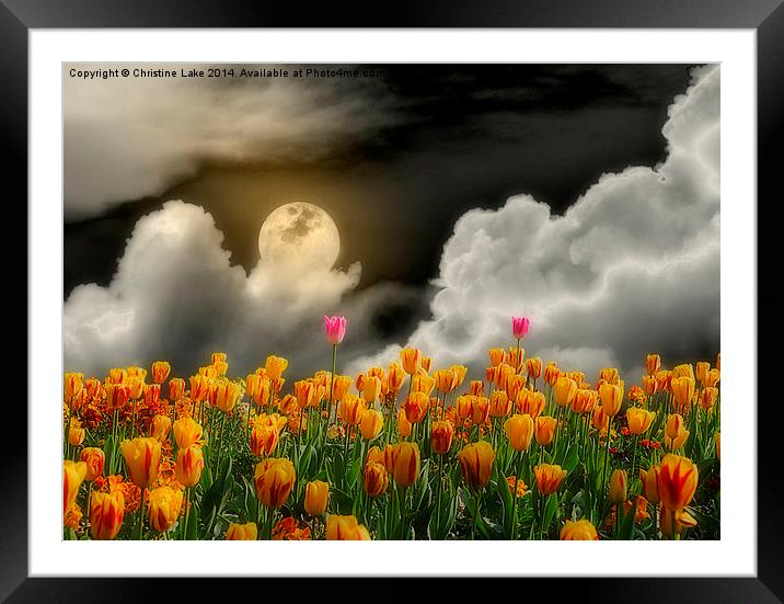 Tip Toe Through the Tulips Framed Mounted Print by Christine Lake