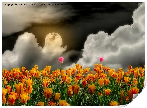 Tip Toe Through the Tulips Print by Christine Lake