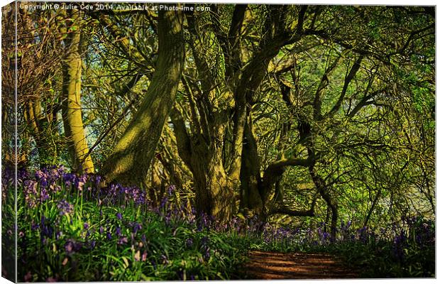 Bunkers Hill Bluebells 3 Canvas Print by Julie Coe