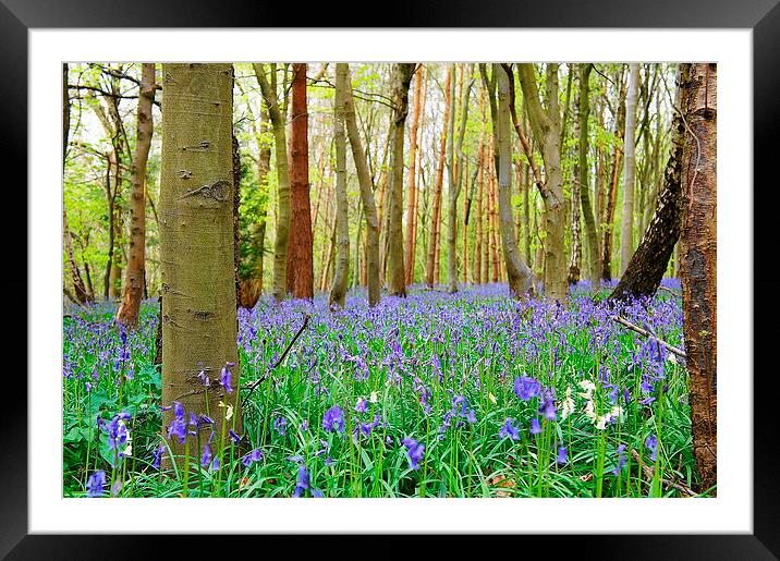 Woodlands in Spring Framed Mounted Print by Craig Cheeseman
