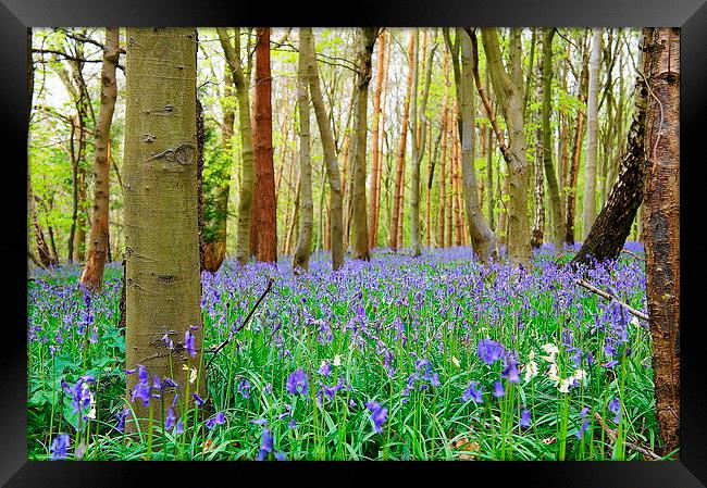 Woodlands in Spring Framed Print by Craig Cheeseman