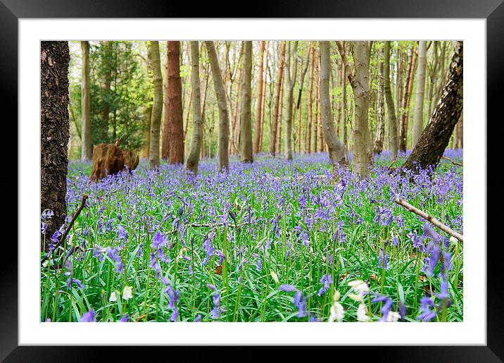 Woodlands in Spring Framed Mounted Print by Craig Cheeseman
