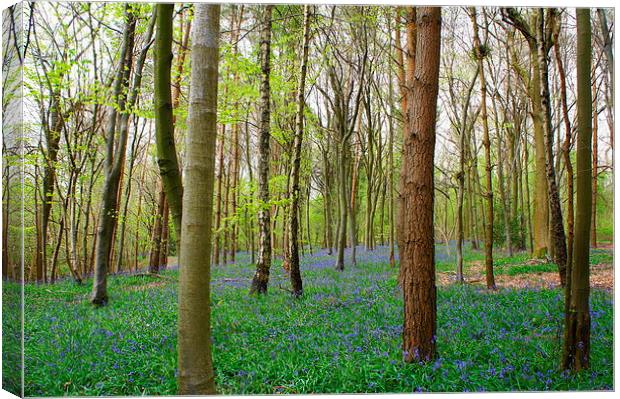 Spring time woodlands Canvas Print by Craig Cheeseman