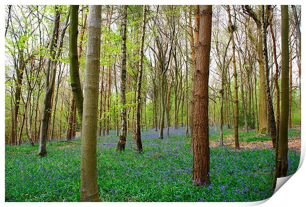 Spring time woodlands Print by Craig Cheeseman