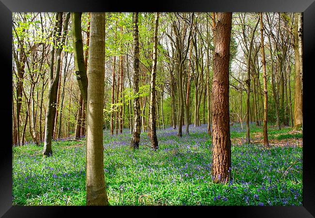 Spring time woodlands Framed Print by Craig Cheeseman