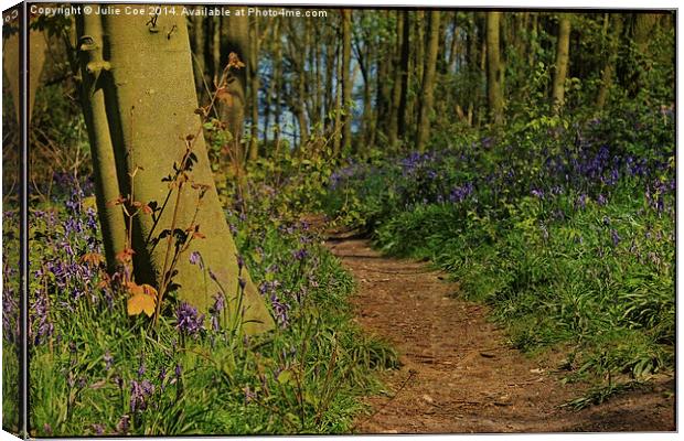 Bunkers Hill Bluebells 4 Canvas Print by Julie Coe