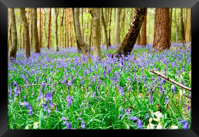 Spring in the woods Framed Print by Craig Cheeseman