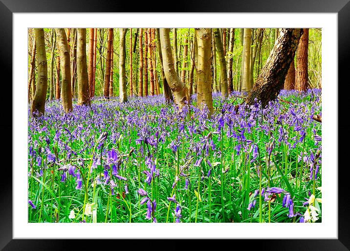 Spring has sprung Framed Mounted Print by Craig Cheeseman