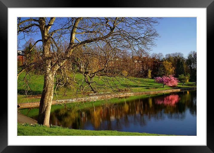 Crookes Valley Park in Spring Framed Mounted Print by Darren Galpin