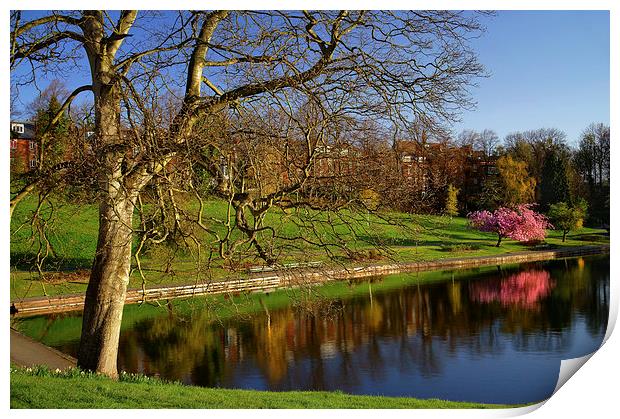 Crookes Valley Park in Spring Print by Darren Galpin