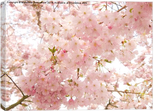 Beautiful pink Spring blossom. Canvas Print by Elizabeth Debenham