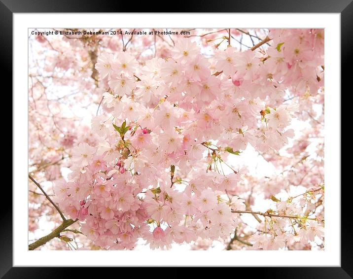 Beautiful pink Spring blossom. Framed Mounted Print by Elizabeth Debenham