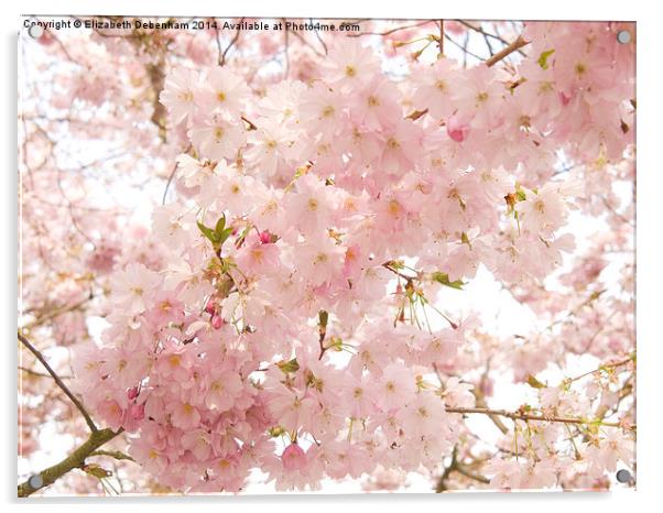 Beautiful pink Spring blossom. Acrylic by Elizabeth Debenham