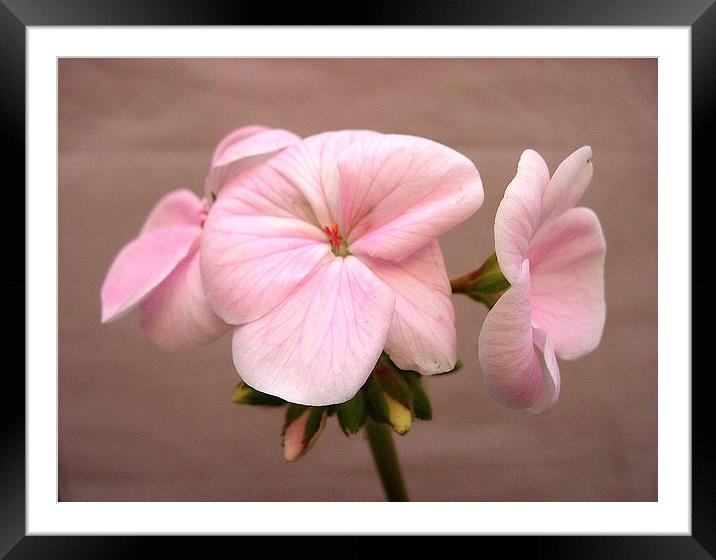 Pink Geranium on Brown Framed Mounted Print by james richmond