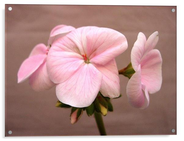 Pink Geranium on Brown Acrylic by james richmond