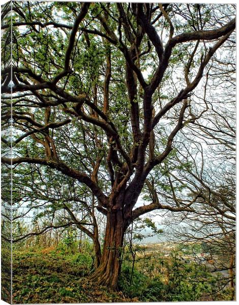 view of the tree Canvas Print by chrissy woodhouse