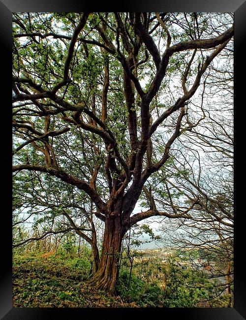 view of the tree Framed Print by chrissy woodhouse