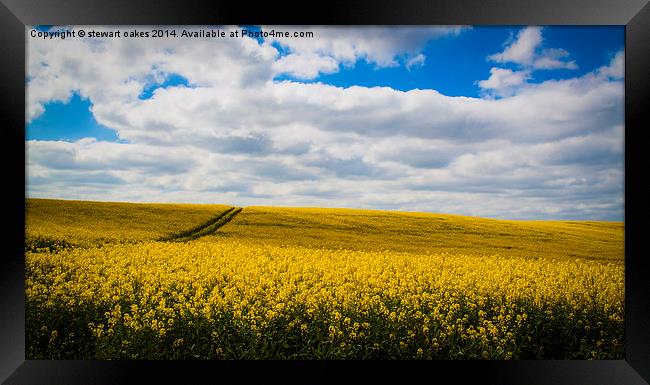 Rise of the Rapeseed Framed Print by stewart oakes