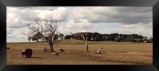 Sheep Farm at Kilmore victoria Australia Framed Print by Pauline Tims