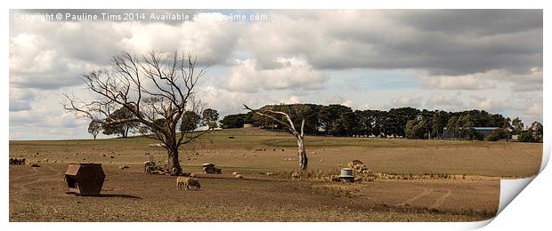 Sheep Farm at Kilmore victoria Australia Print by Pauline Tims