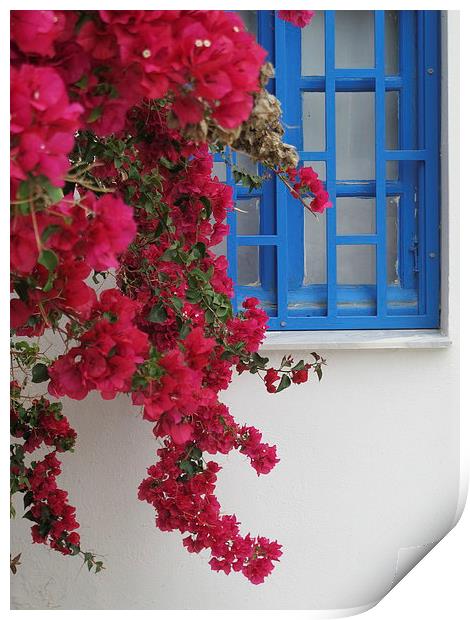 Deep Red Bougainvillaea Greece Print by DEE- Diana Cosford