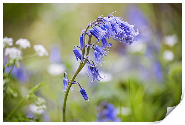 Spring Bluebells Print by Dawn Cox