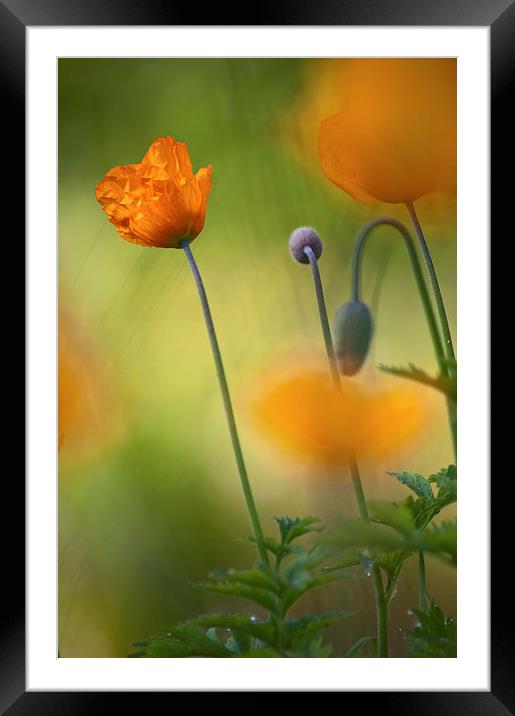 Orange Poppies Framed Mounted Print by Dawn Cox