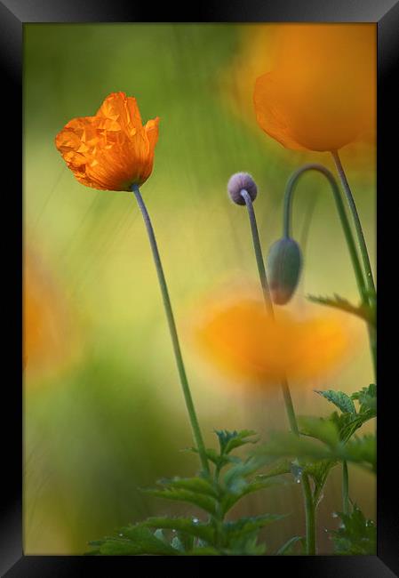 Orange Poppies Framed Print by Dawn Cox