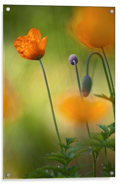 Orange Poppies Acrylic by Dawn Cox