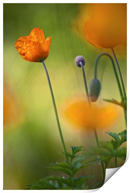 Orange Poppies Print by Dawn Cox