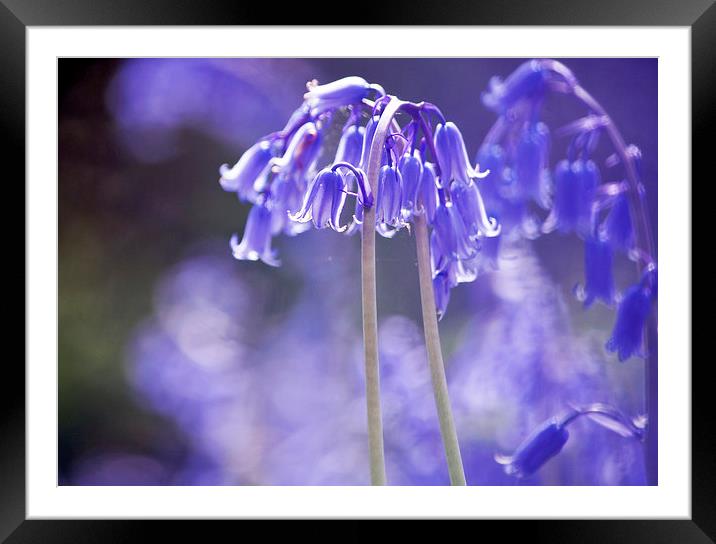 Deep Violet Framed Mounted Print by Dawn Cox