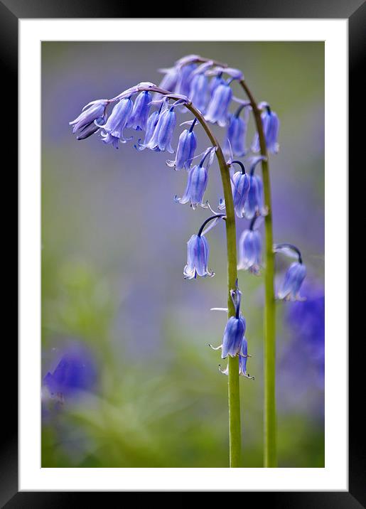 Natures Bells Framed Mounted Print by Dawn Cox