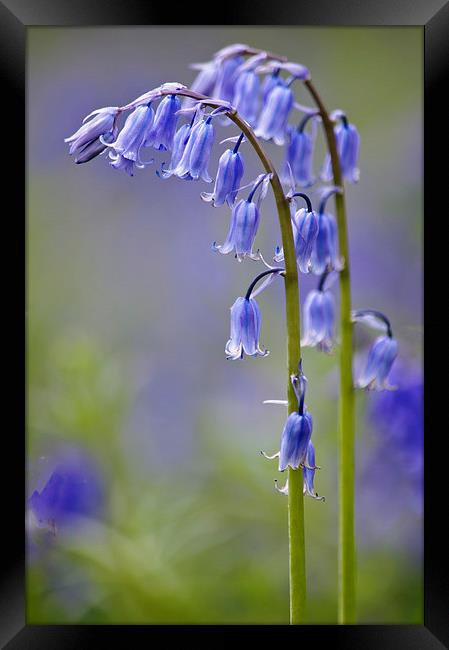 Natures Bells Framed Print by Dawn Cox