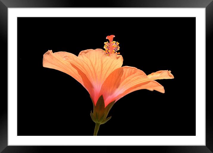 Flamenco Flame Framed Mounted Print by Jacqueline Burrell