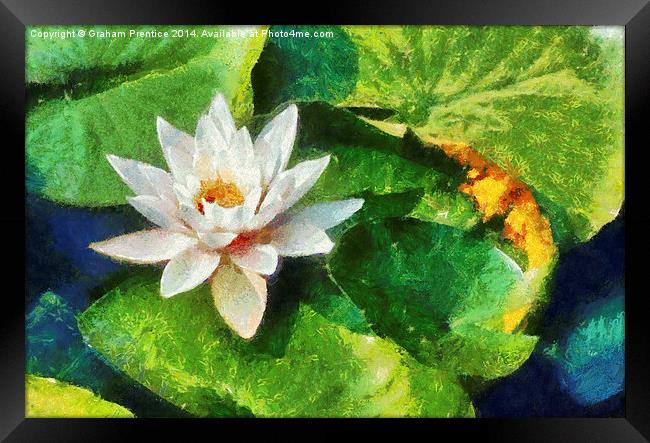 Water Lily Framed Print by Graham Prentice