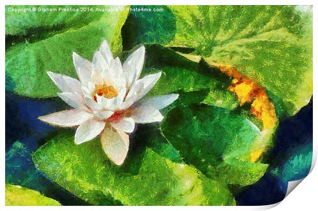 Water Lily Print by Graham Prentice