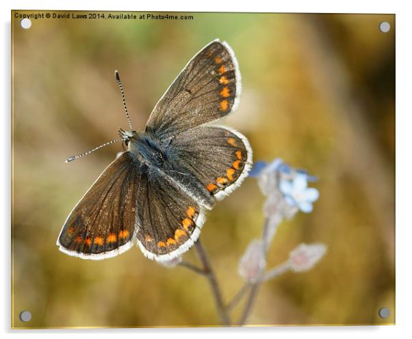Brown Argus Acrylic by David Laws