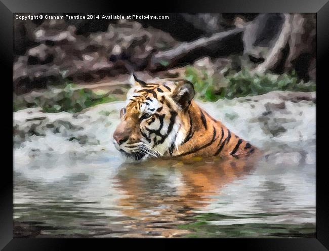 Tiger Framed Print by Graham Prentice