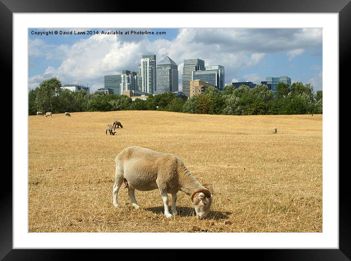 The Isle of Sheep Framed Mounted Print by David Laws