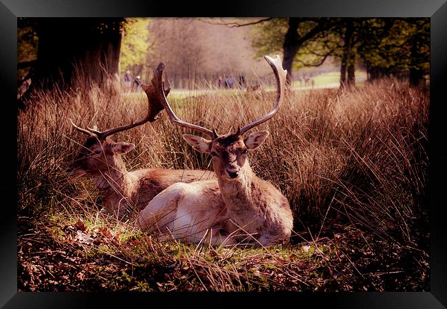 Sika Deer Framed Print by Sean Wareing