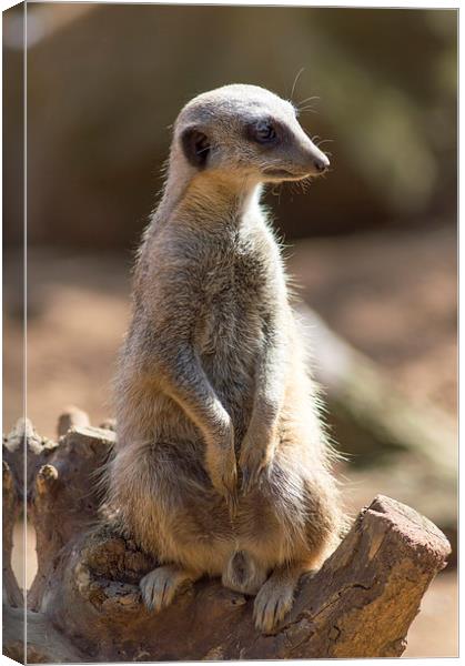 Meerkat #1 Canvas Print by Gregory Lawson