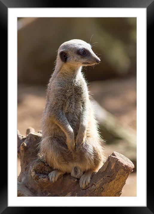Meerkat #1 Framed Mounted Print by Gregory Lawson