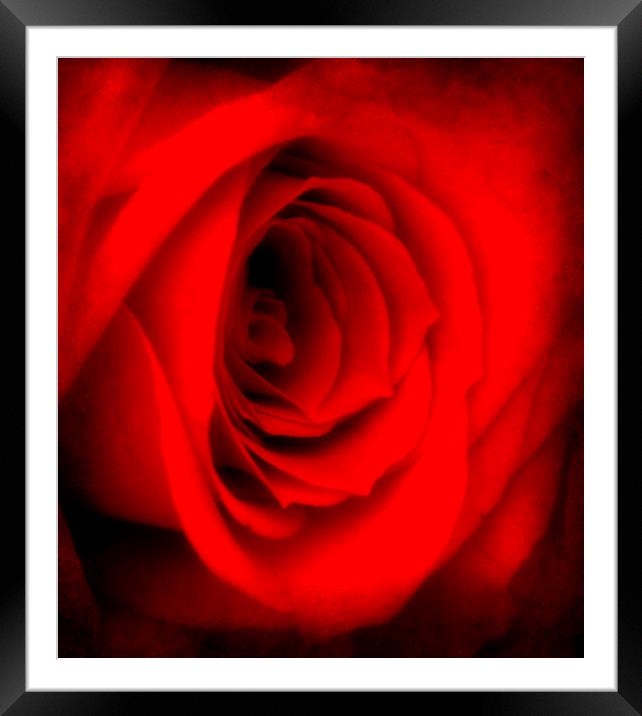 the lovely rose Framed Mounted Print by sue davies