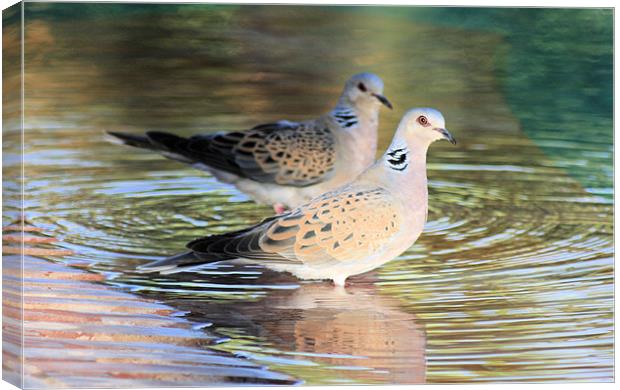 Pair of turtle doves 2 Canvas Print by Ruth Hallam