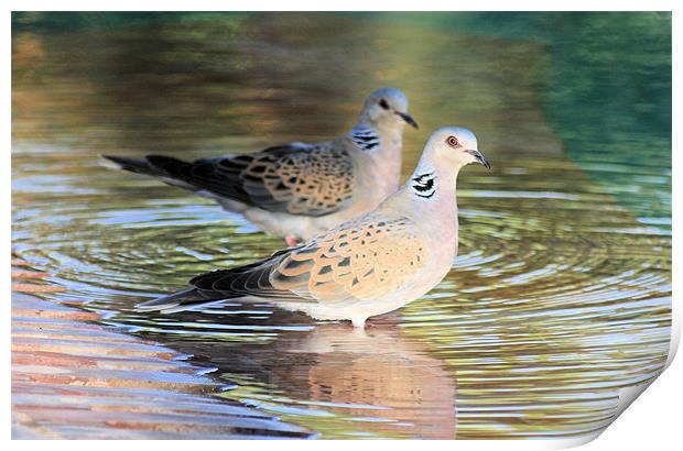 Pair of turtle doves 2 Print by Ruth Hallam
